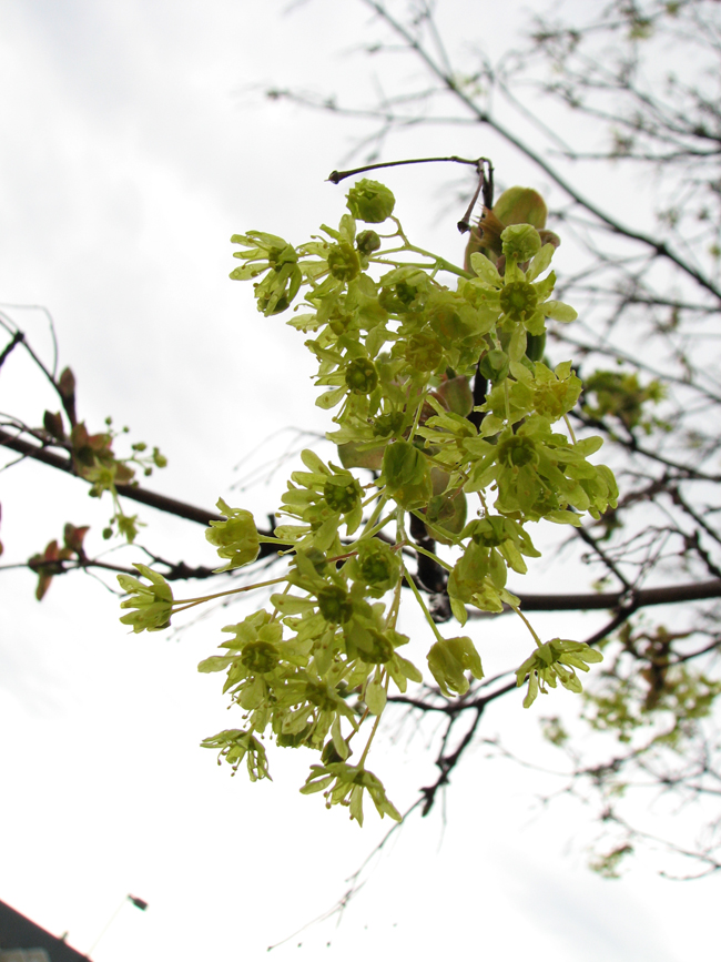 spring green