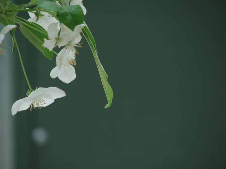 apple flowers