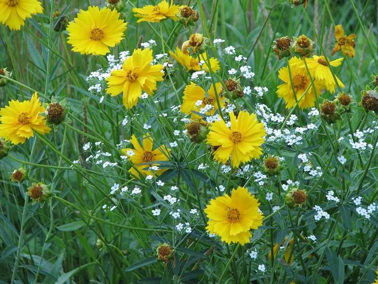 Yellows and whites on green