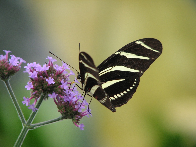 winged flowers