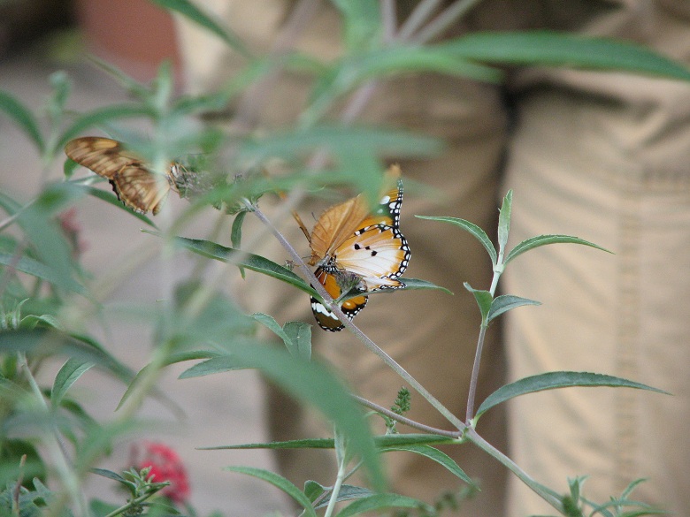 winged flowers