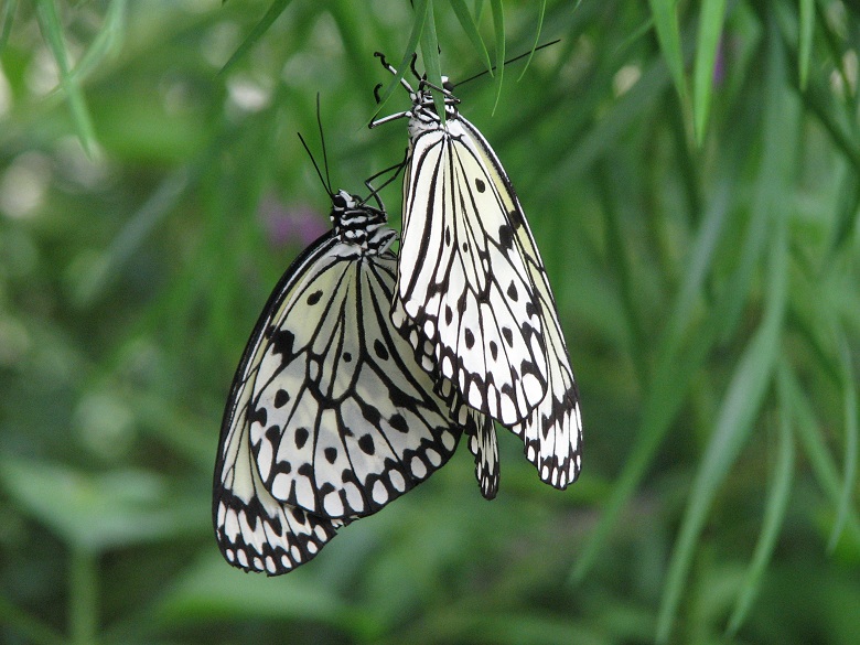 winged flowers