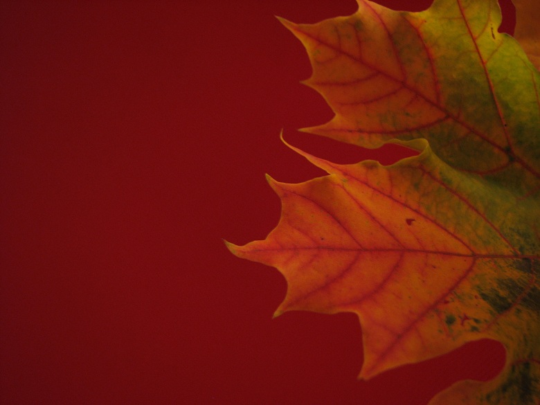 fall leaves on red