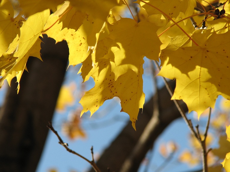 yellow on blue