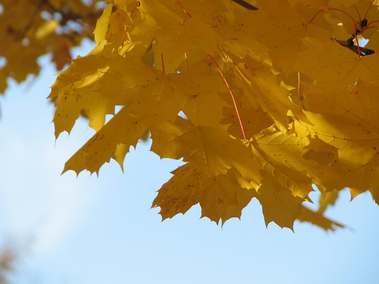 yellow on blue