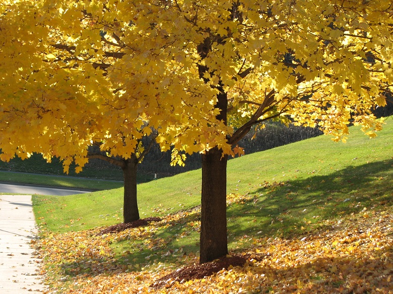 finally...perfect yellow trees