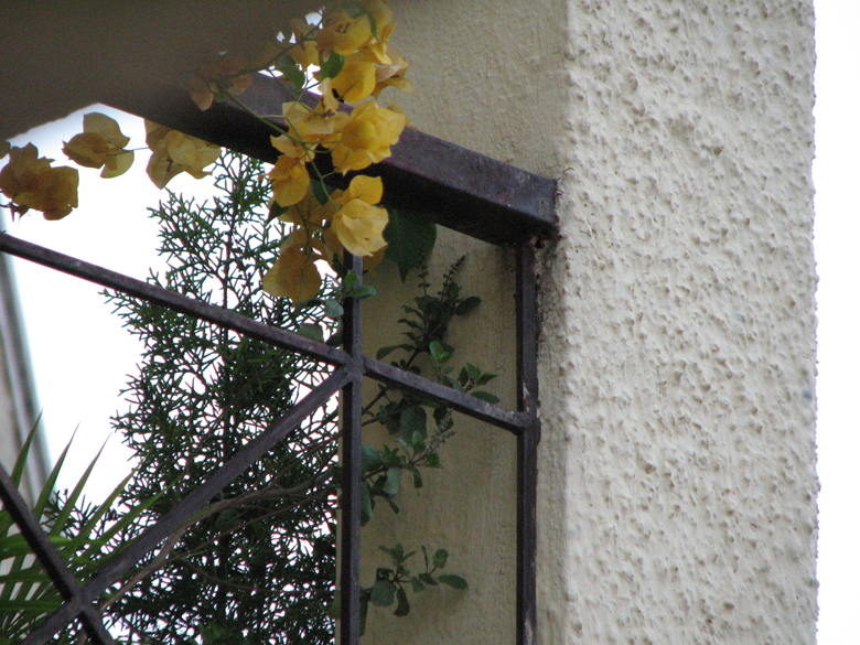 yellow bougainvillea