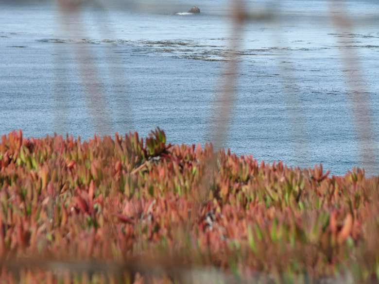 ice plant, highway 1, california