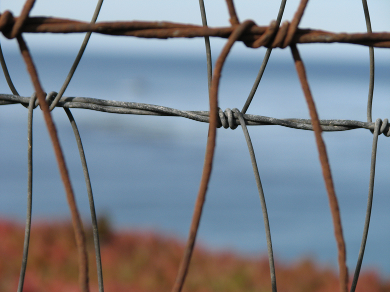 fence and ice plants