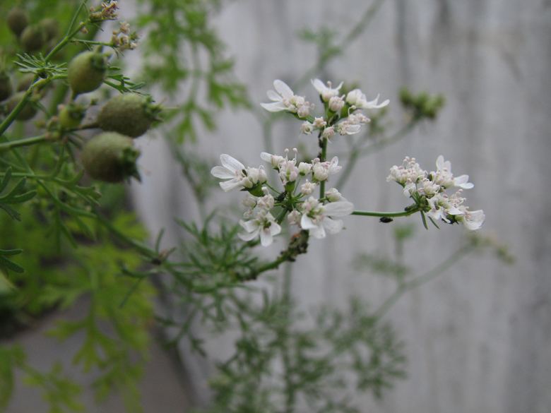 coriander