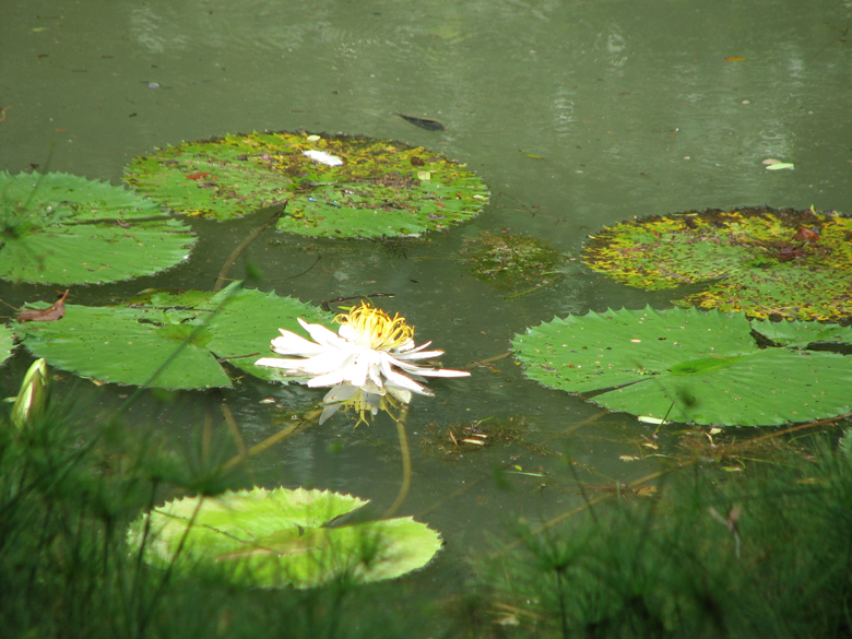 Botanical Gardens, Singapore