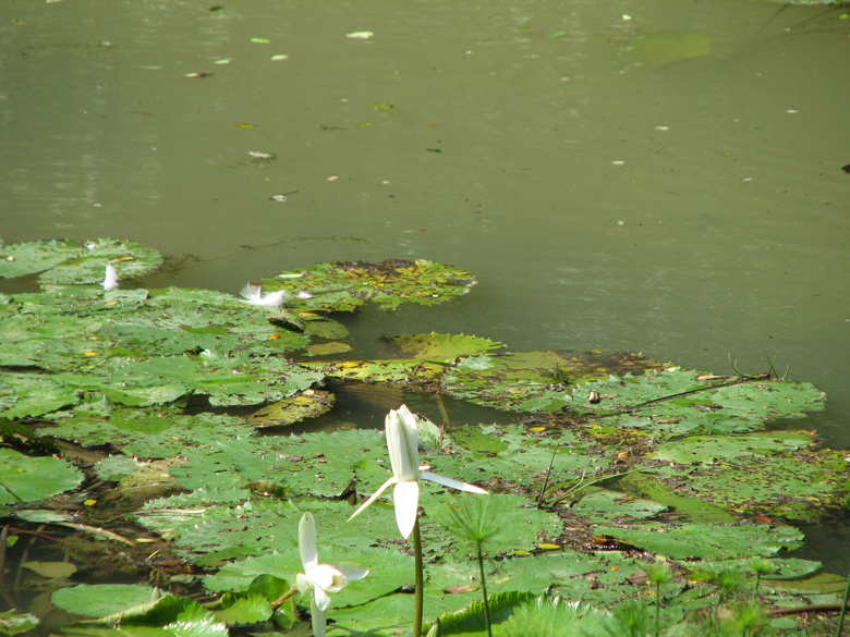 Botanical Gardens, Singapore