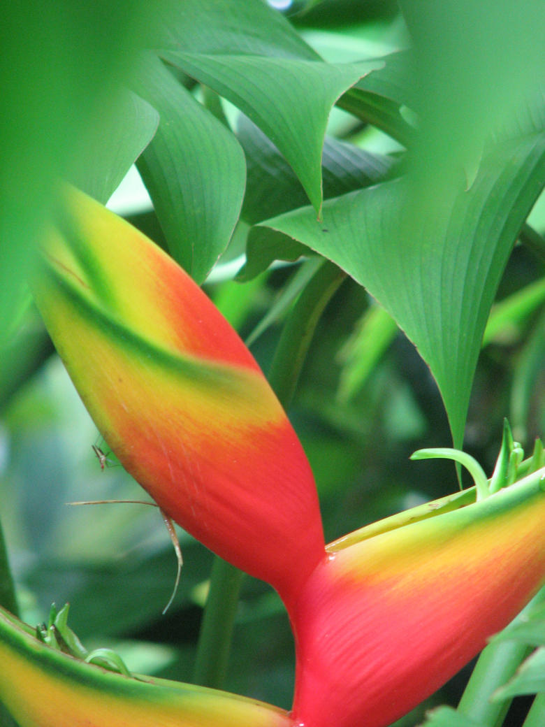 Botanical Gardens, Singapore