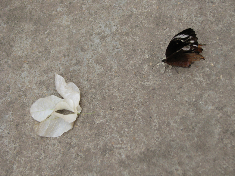 paper flower and winged flower...