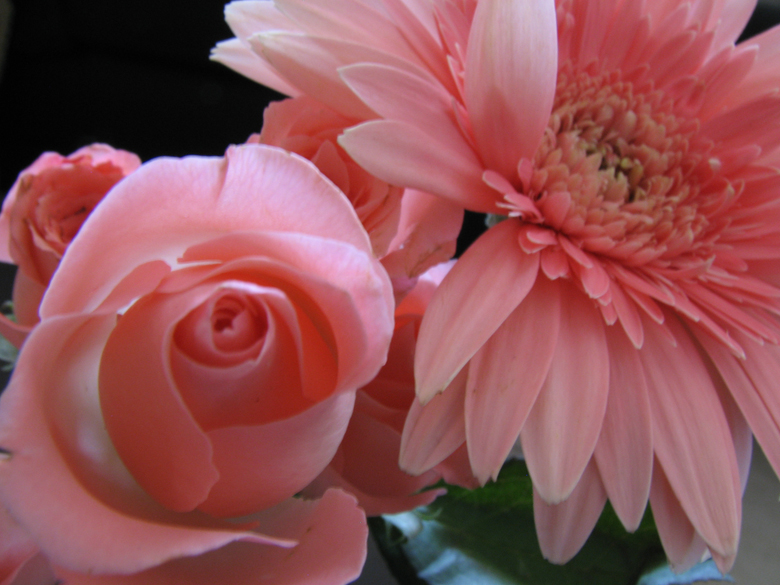 roses and daisies