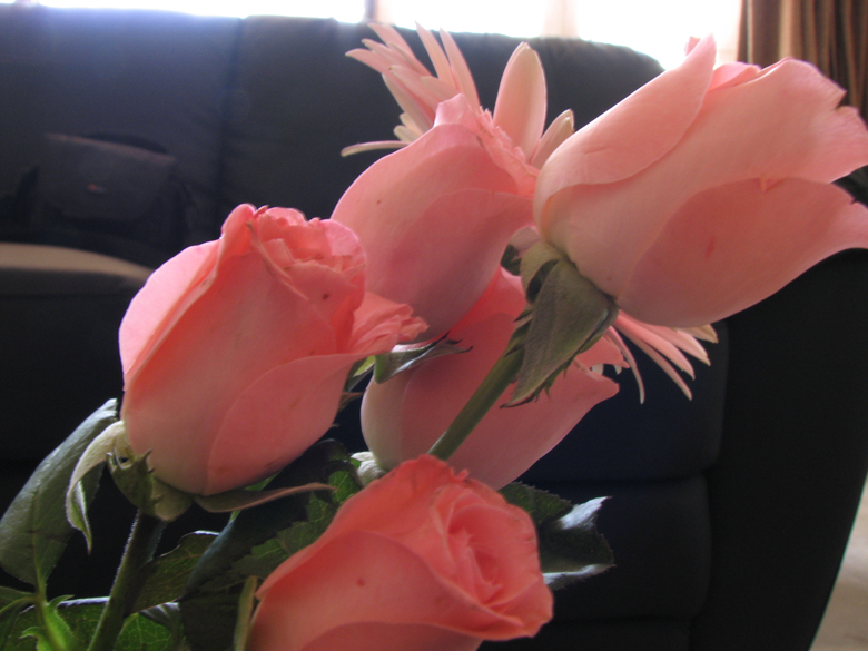 roses and daisies