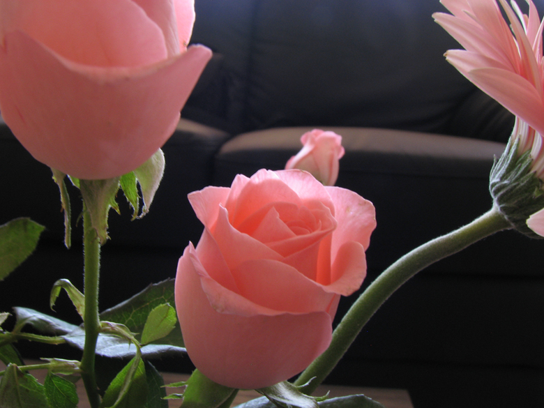 roses and daisies