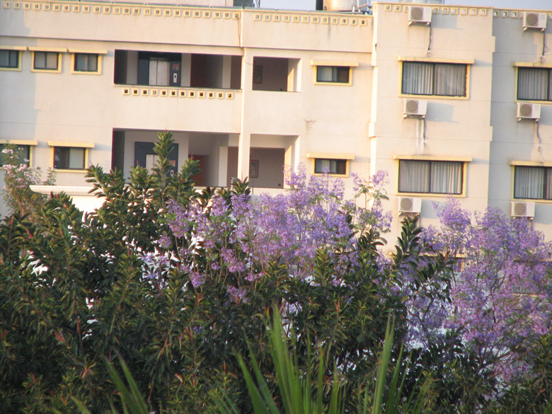 lavender blossoms