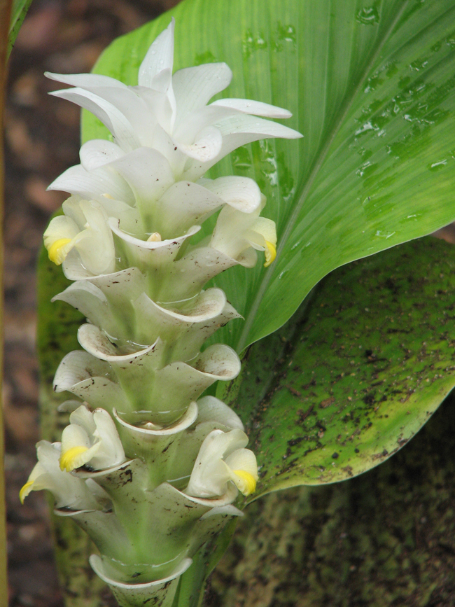 Botanical Gardens Singapore