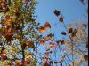 fall, Tettagouche State Park