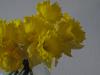 daffodils and OJ