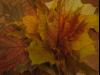fall leaves in a vase